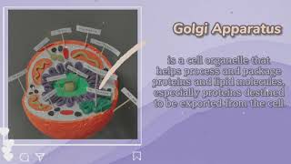 3D Animal Cell | General Biology