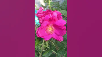 Шиповник майский #short #shorts #rоsamajаlis #perennials