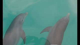 Bow Riding Bottlenose Dolphins