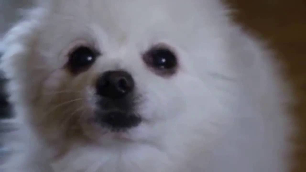 Gabe the Dog - The Cuban Pete!!!!!!!!!!