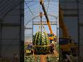 World’s Biggest Watermelon? Watch the Crane Lift It! watermelon vs 20 ton crane🍉🚜 #funny #fruit #ai