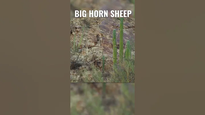 BIG HORN SHEEP dropped from HEART SHOT at 300+ Yar...