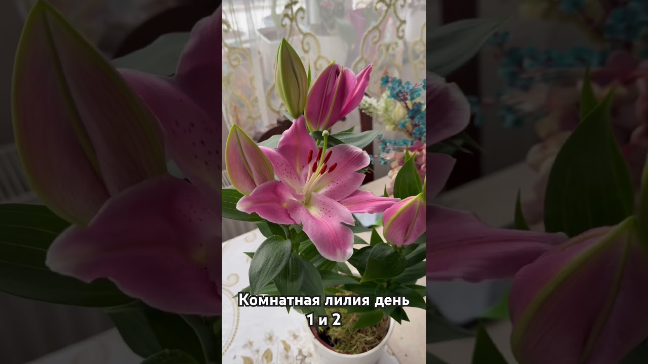 Как распускается комнатная лилия по дням 3.02.2026 #комнатныерастения #лилия #комнатныецветы
