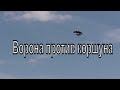 Схватка в небе. Ворона гоняет коршуна. Хищные птицы. Новосибирск. Живая природа. Птицы Сибири.