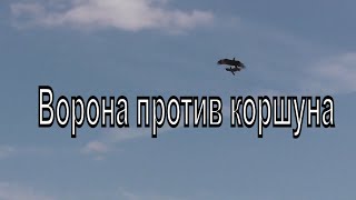 Схватка в небе. Ворона гоняет коршуна. Хищные птицы. Новосибирск. Живая природа. Птицы Сибири.