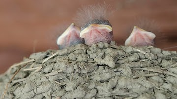 Swallow Nest in Emma