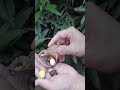 😱蛤蜊里藏着蛇和珍珠