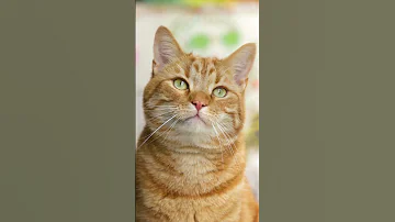 El Gato Kitty Cat Kids Song From La Vaca Lola Music At The Blissful 