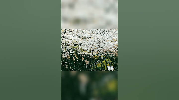 Cherry Blossoms: Witness the Beauty and the Magic