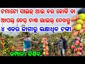 First time in odisha apple ber live farming harvesting with proof of 4 varieties from team cocoter