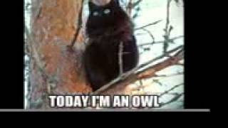 CatOwl