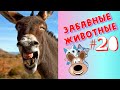 Приколы с Животными #20 / Смешные Животные / Приколы 2020 / Приколы про Животных / Лучшие Приколы