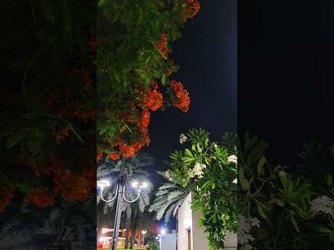 Al Safa Park 2 #dubai #dubailife #night #nightvibe #trendingshorts #enjoy #viralreels #youtubeshorts