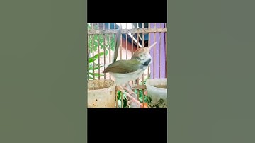 prenjak lumut gacor#prenjaklumutgacor #prenjakgunung #shorts