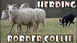 Ovládání stáda ovcí ovčáckým psem