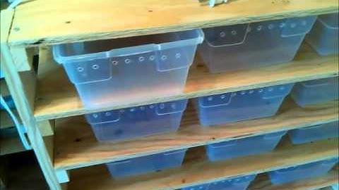 Leopard gecko rack setup