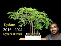 How to easily make a bonsai tree  tamarind bonsai making for beginners