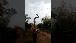 Snake Charmer get bitten by Cobra