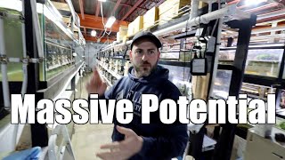 Flip Aquatics - HUGE Fish Room Tour