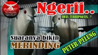 NGERII..!! Suara puter pelung bikin merinding. #puterpelung #BAGONGBF