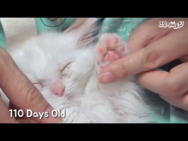 너무 사랑스러웠던 어린 시절 고양이 성장기