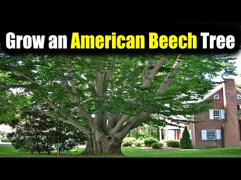 Video: American Bladdernut Information - Tips för att odla en amerikansk blåsnöt