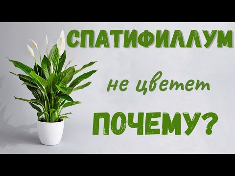 Спатифиллум не цветет! Что делать? Мой опыт💯💥