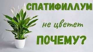 Спатифиллум не цветет! Что делать? Мой опыт💯💥