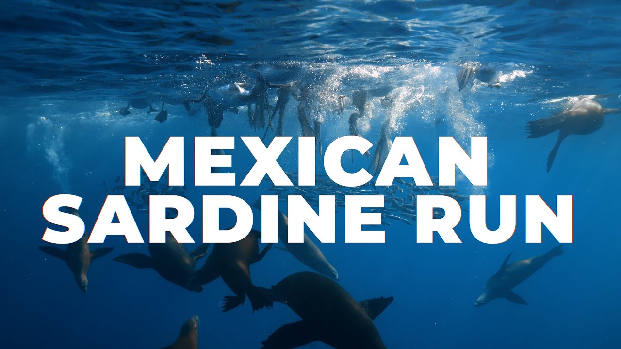 MEXICAN SARDINE RUN- ShaneOgoeS with APEX OCEAN DIVERS