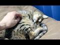 凶暴猫を本気で寝かしつけてみた...