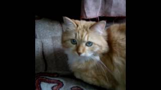Моя морская свинка Федя и кошка муся!!!(моё первое видео) Моя морская свинка Федя и кошка муся!!!(моё первое видео)