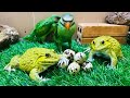 Hero frog protect parrot eggs