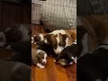 Mother border collie feeding 3 week old puppies