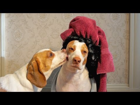 Kissing Dad: Cute Dogs Maymo & Penny #kissingdad