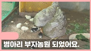 병아리, 닭 부자농원이 되었어요!  자연부화와 병아리 육아, 닭장 확장 등 모든 과정이 재미있고 신기합니다. 이젠 잘키워보려구요.