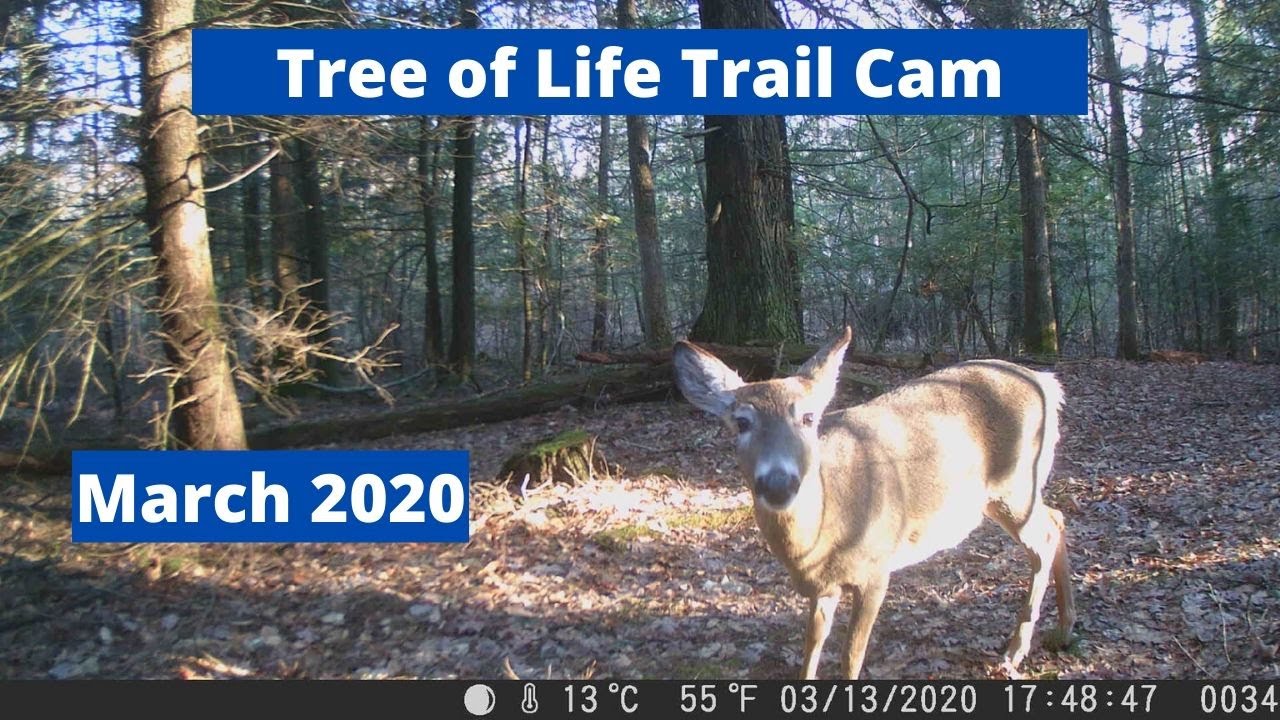 Tree of Life Trail Cam Pickup for March 2020 (Campark T45)
