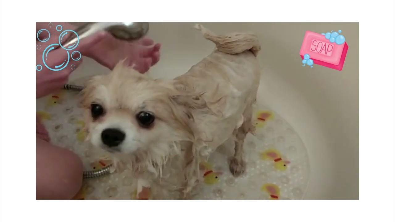 Pomeranian bathtime dog bathing video cutest puppy in the bathtub dogbath puppybath YouTube