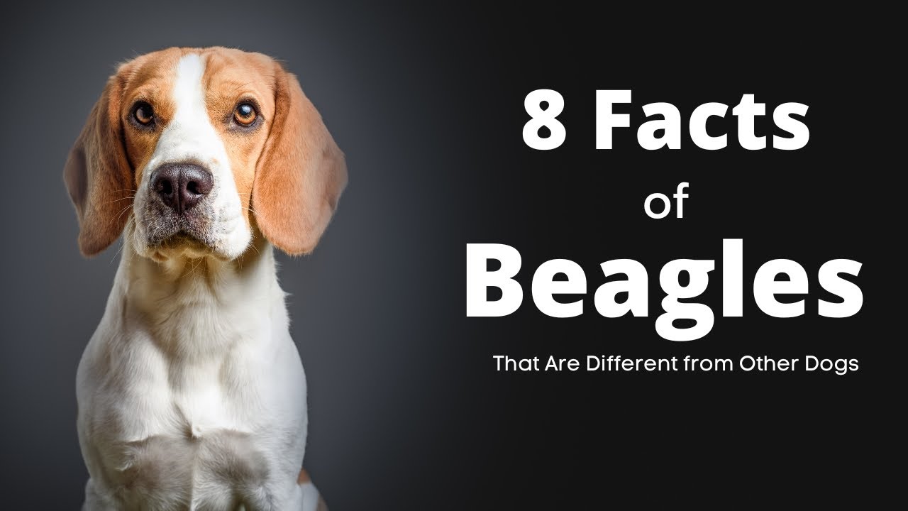 8 Facts of Beagles That Are Different from Other Dogs - YouTube