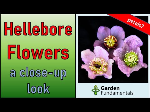Video: Hellebore Blossom Color Change – Mengapa Hellebore Saya Menjadi Hijau