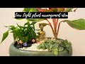 How to make a living decor piece with low light plants? With a cute DIY💁🏼‍♀️