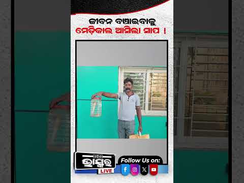 ମେଡିକାଲ ଗଲା ନାଗ ସାପ ଡାକ୍ତର ଦେଖି ଆଶ୍ଚର୍ଯ୍ୟ... #snake #odishabhaskar #shortsvideo