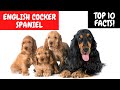 ENGLISH COCKER SPANIEL - Top 10 FACTS