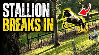 FENCE JUMPING Stallion Legally Removed From Property PART 2