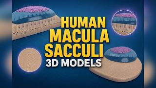 How Your Inner Ear Senses Gravity: Macula Sacculi 3D Model