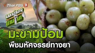 มะขามป้อม พืชมหัศจรรย์ทางยา : มหาอำนาจบ้านนา (24 ม.ค. 64)