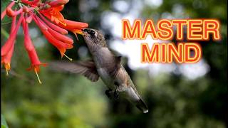 The Hummingbird's Phenomenal Memory