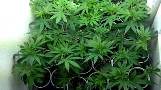 Veg update and Day 60 HD