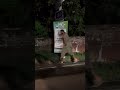 How to Celebrate Independence Day￼ In Pakistan #funny #charsiew #nashta ￼