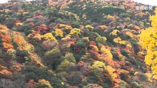 京都・嵐山で紅葉見ごろ