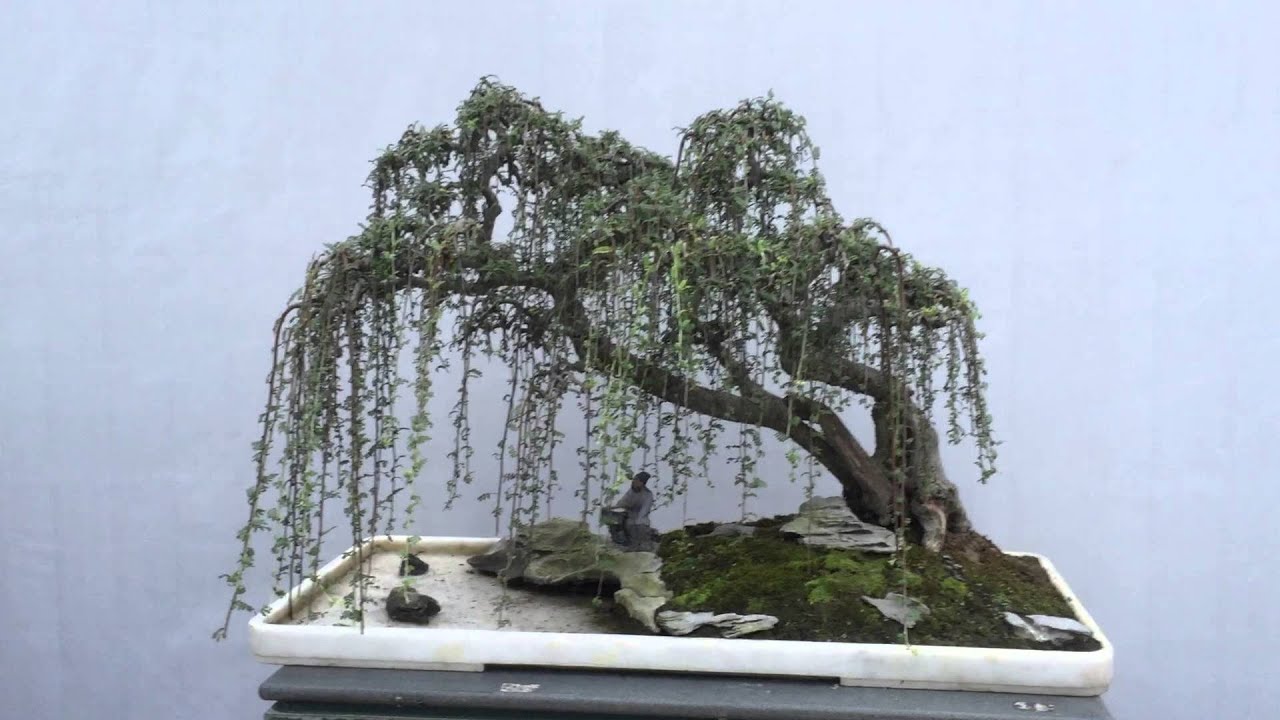 2015 Bonsai Clubs International Convention Exhibition trees_4 YouTube